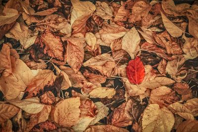 Full frame shot of dried autumn leaves