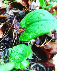 Close-up of insect on plant