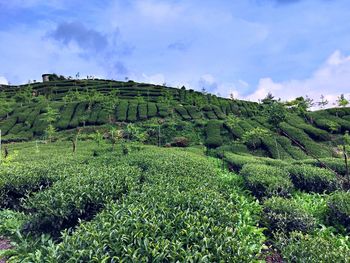 Scenic view of agricultural field against sky