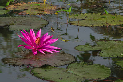 Close-up of pink water lily in lake