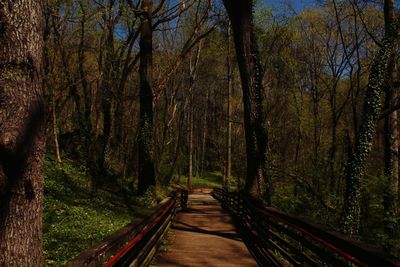 Footpath amidst trees in forest