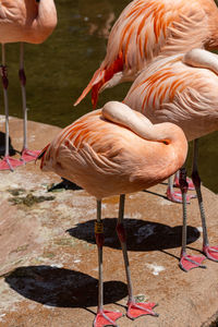 Close-up of birds in lake