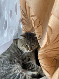 Close-up portrait of a cat