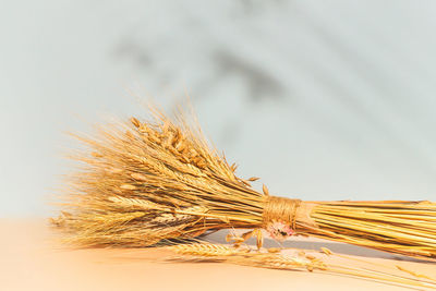 Close-up of stalks against clear sky
