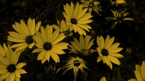 Close up of yellow flowers