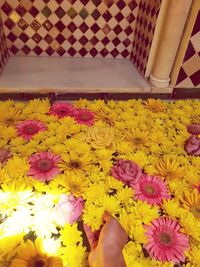 High angle view of pink flowering plants