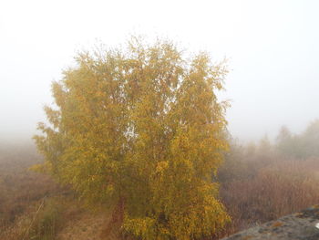 Trees in foggy weather