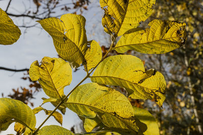 Close-up of yellow leaves against blurred background