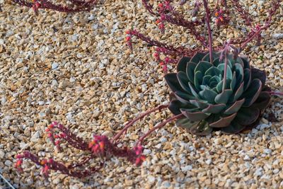 High angle view of succulent plant on beach