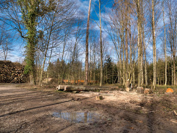 Bare trees in forest against sky