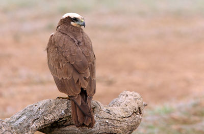 Close-up of bird perching on rock