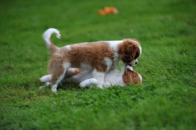 Playful puppies fighting on grassy field