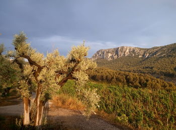 Scenic view of field against cloudy sky