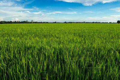 Scenic view of wheat field against sky