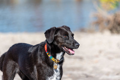 Black dog looking away