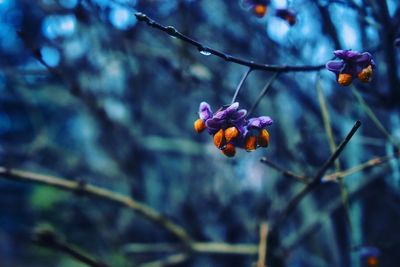 Low angle view of purple flowering plant