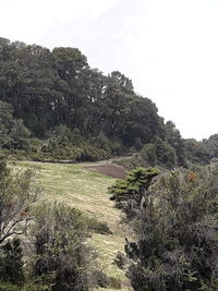 Scenic view of field against clear sky