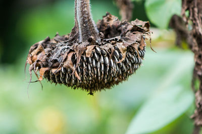 Close-up of dried plant on tree trunk