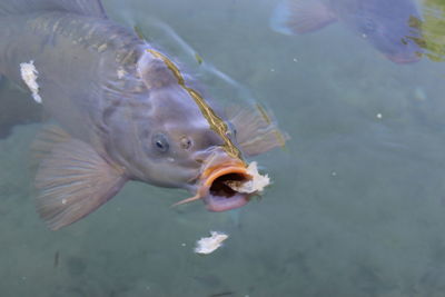 High angle view of fish swimming in sea