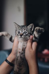 Cropped image of hand with kitten