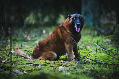 Dog sitting on field