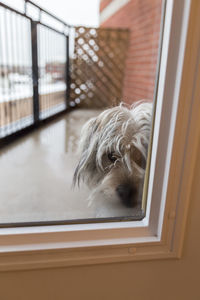 Cute mixed breed terrier dog sitting on balcony looking through door window with pitiful look