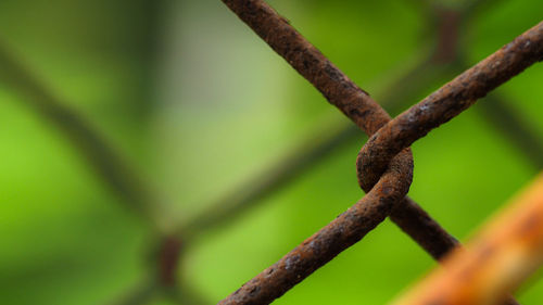 Close-up of rusty metal fence against trees