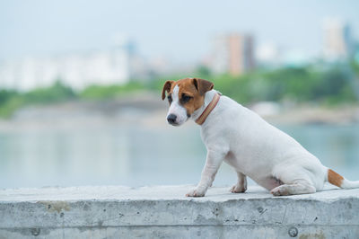 Portrait of dog looking away against wall