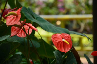 Close-up of red flower