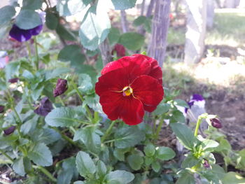 Close-up of red flowering plant