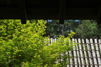 Plants growing on tree