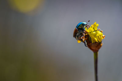 Close-up of insect on yellow flower