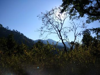 Low angle view of trees against sky