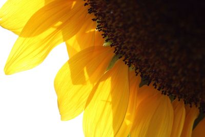 Low angle view of sunflower against sky