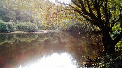 Scenic view of lake in forest