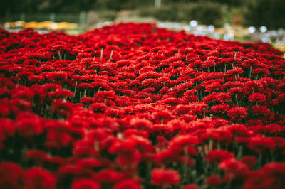 Autumn chrysanthemum maroon