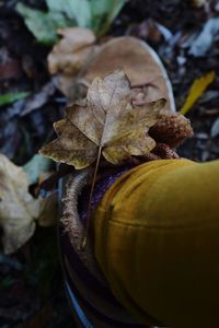 Close-up of wilted plant on field during autumn