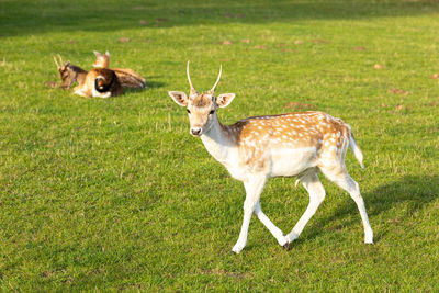 Portrait of deer standing on field