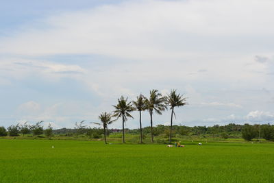 Palm trees on field against sky