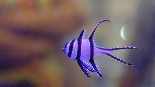 Close-up of fish swimming in sea