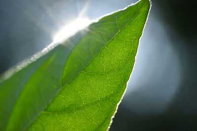 Close-up of green leaves