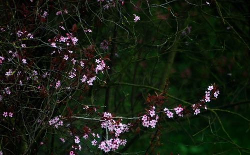 Close-up of plants against blurred water