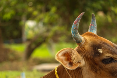 Close-up of a horse