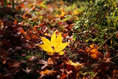 Close-up of yellow maple leaf during autumn