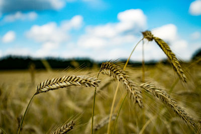 Close-up of wheat growing on field against sky