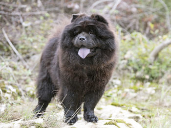 Portrait of dog standing on land