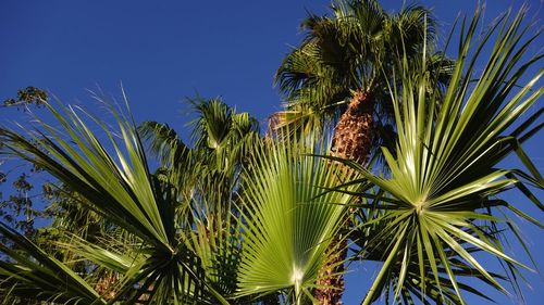 View of palm trees against blue sky