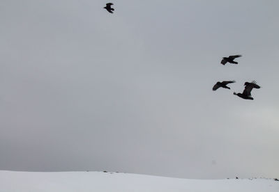 Low angle view of birds flying in sky