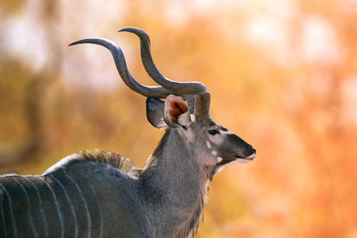 Close-up of kudu