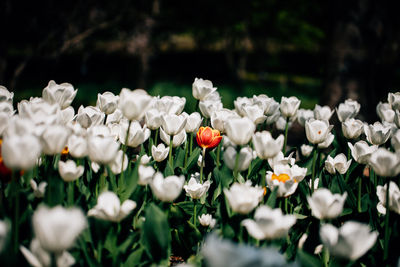 Close-up of white flowers blooming outdoors